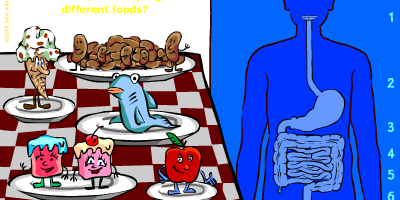Tips: Interaktiv animering av matsmältningen
