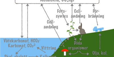 Kolets kretslopp