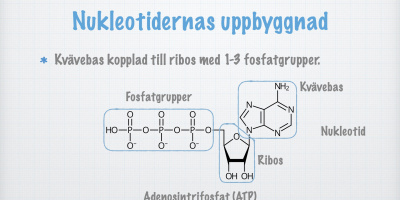 Nukleotider – arvsmassans byggstenar