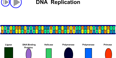 Hur DNA replikeras (kopieras) 2