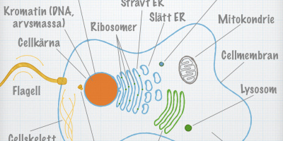 Kunskapsmål och nyckelbegrepp: Cellbiologi (Biologi 2)