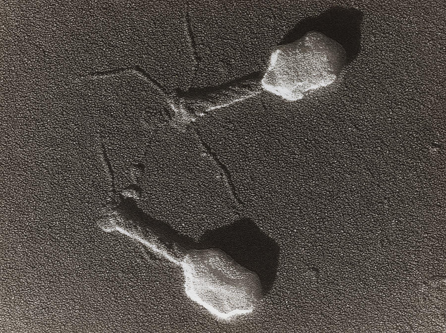 virologi