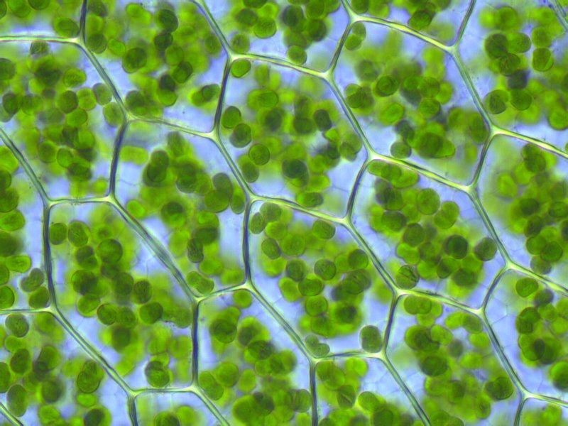 cell­bio­lo­gi