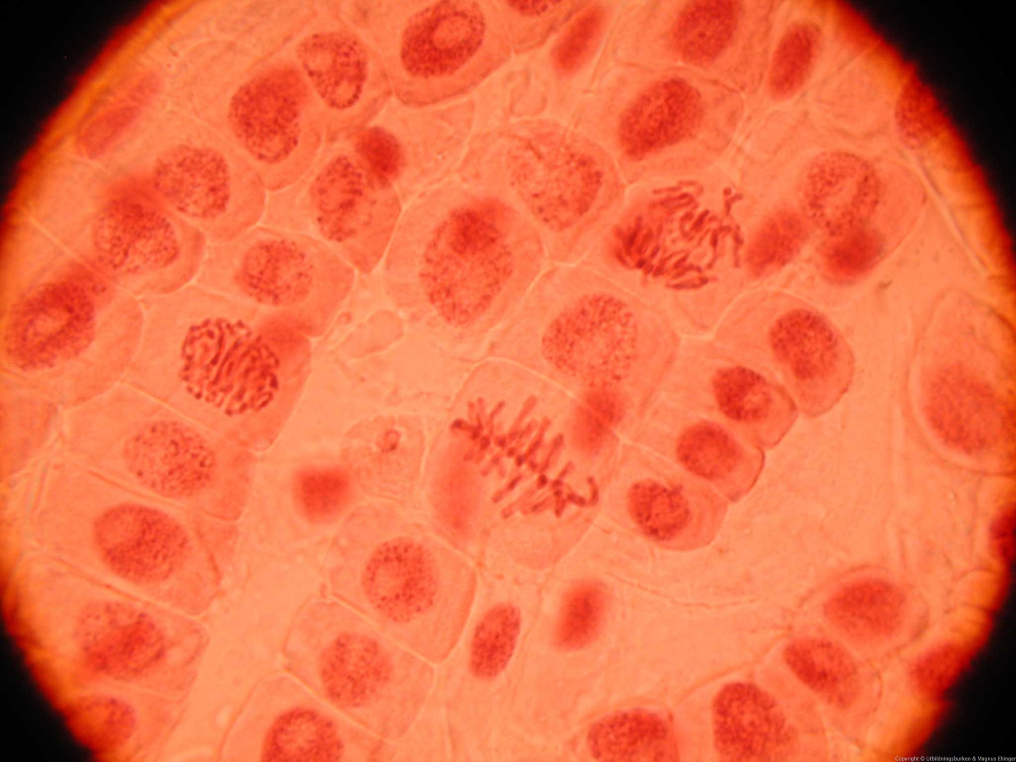 cellgenetik