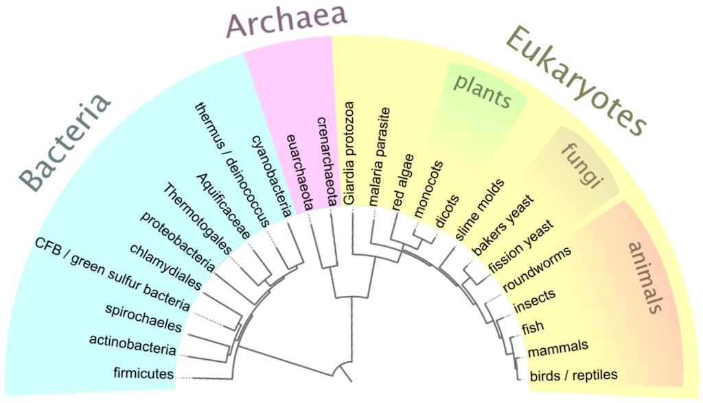 evolution och systematik
