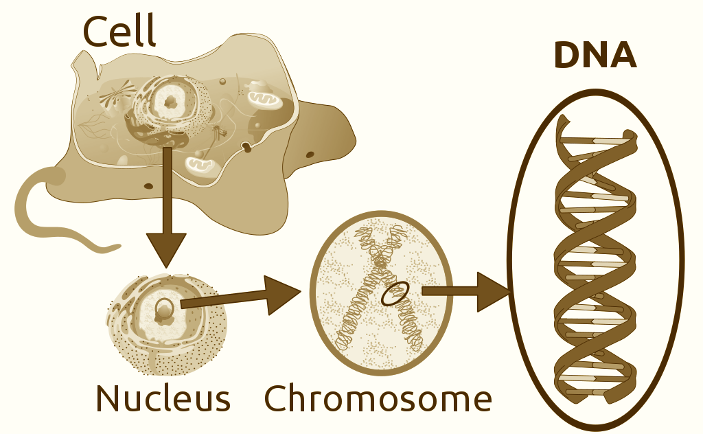 cellgenetik inaktuella