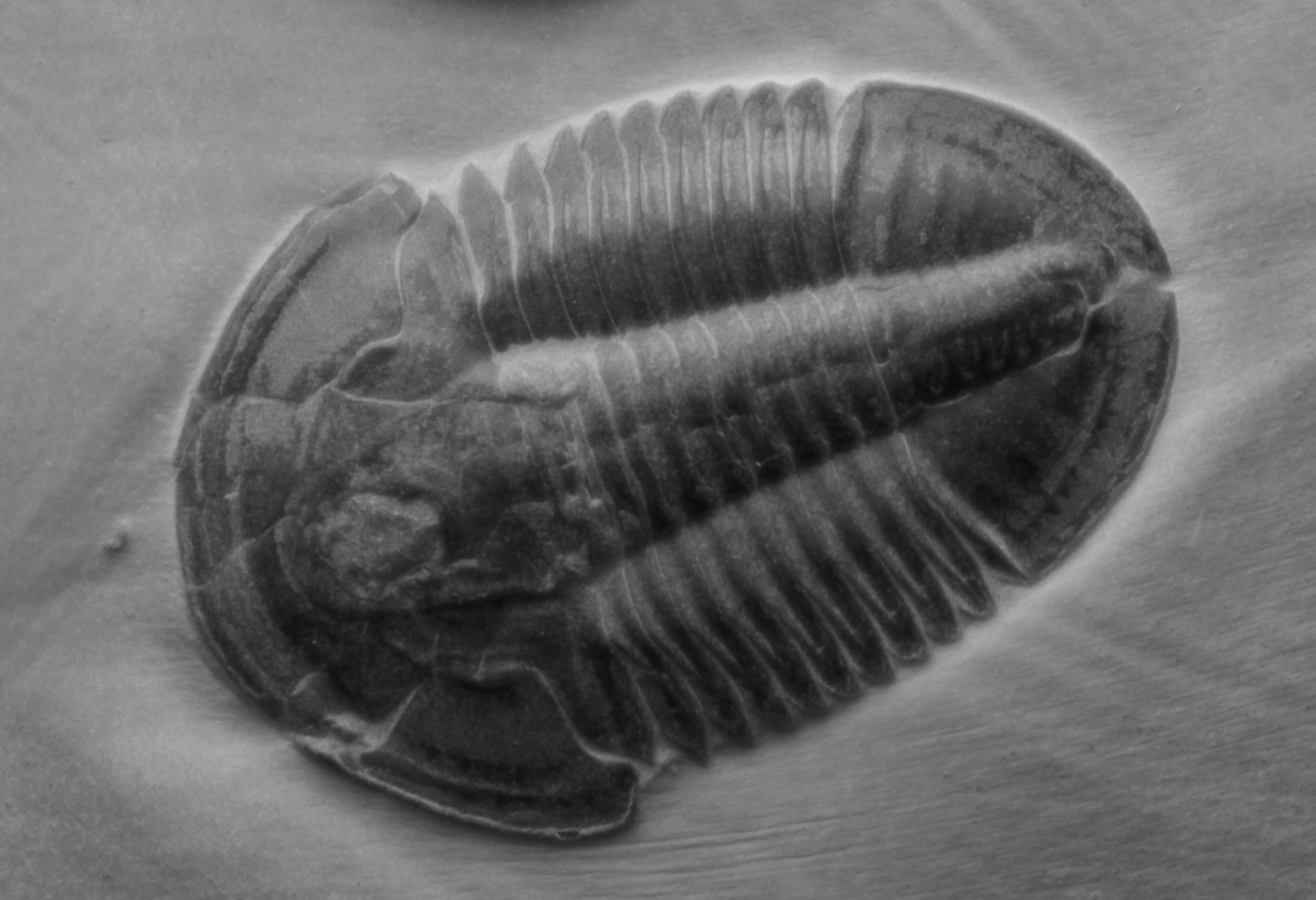 evolution och systematik inaktuella