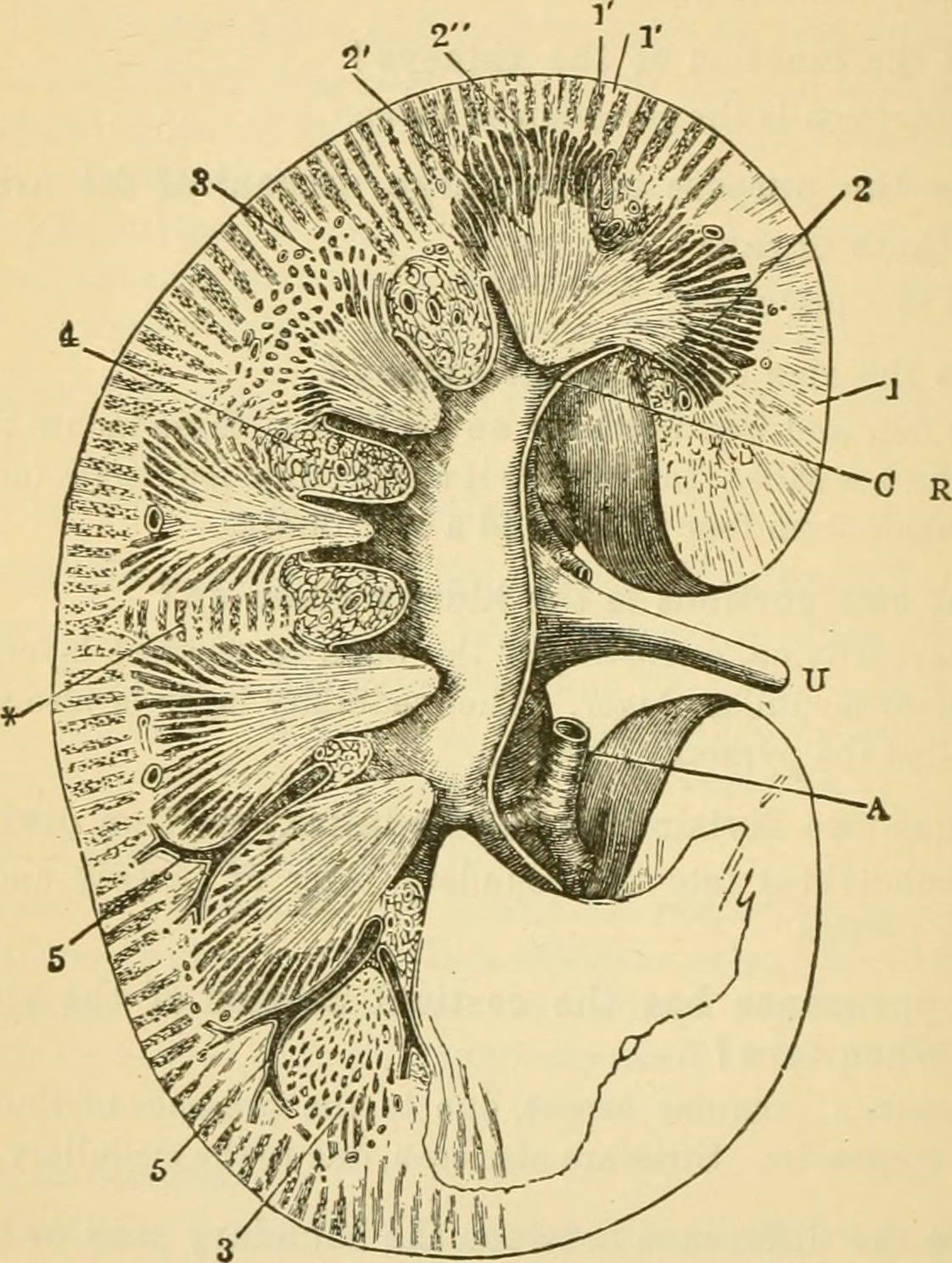 humanfysiologi