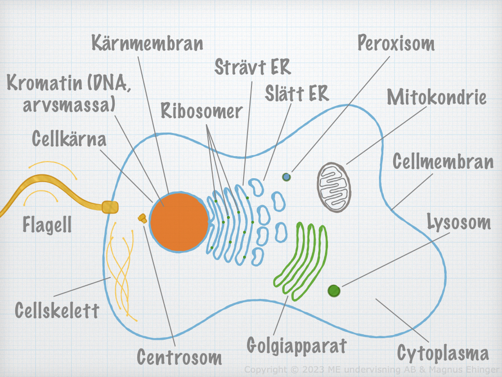 cell­bio­lo­gi