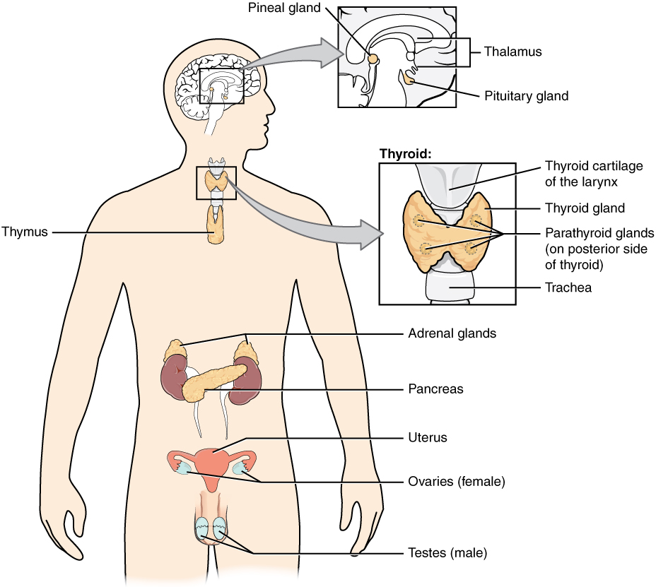 hormonsystemet