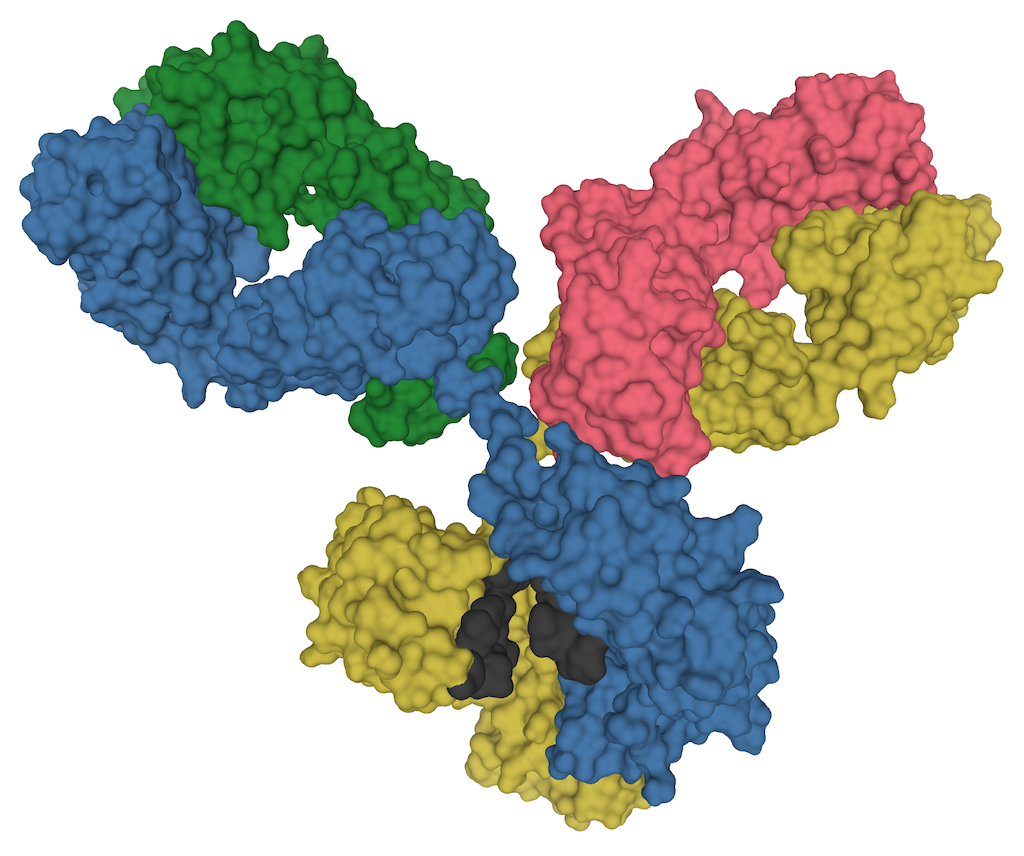 immunsystemet
