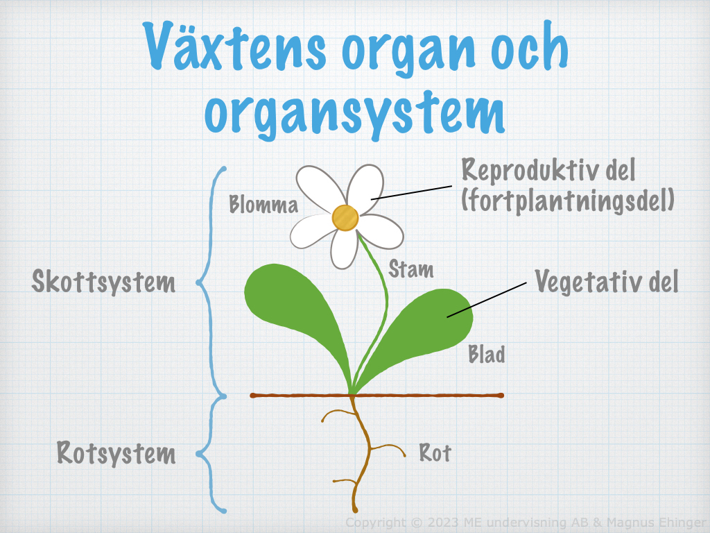 vaextfysiologi