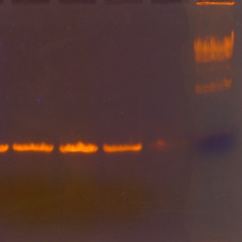 bioteknik