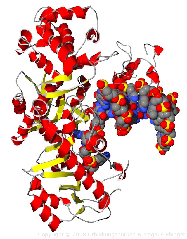 DNA