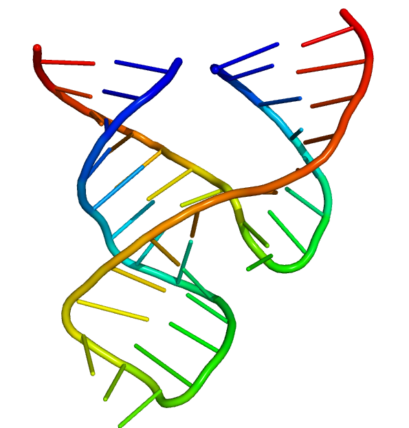 RNA