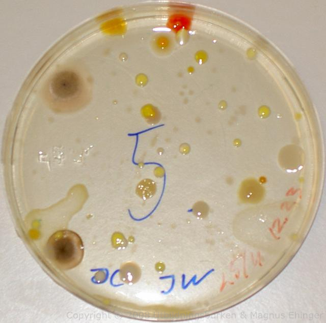 mikrobiologi