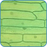 cellbiologi
