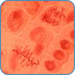 cellgenetik