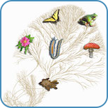 evolution och systematik