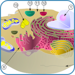 cellbiologi