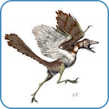 Evolution och systematik