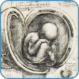humanfysiologi