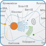 Cellbiologi