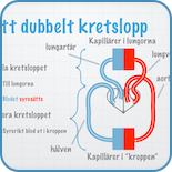 Humanfysiologi
