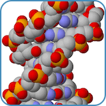 DNA-molekylernas funktion