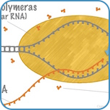 RNA molekylernas struktur och funktion