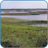 ekologi