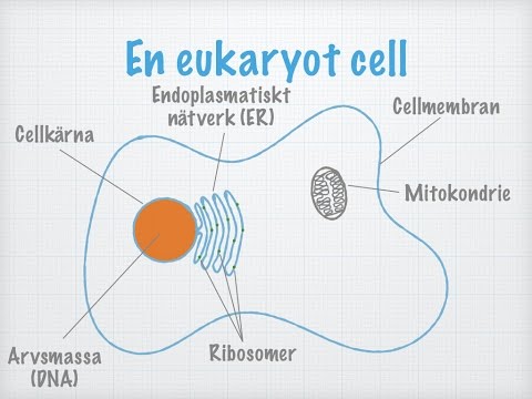 Cellteorin (Biologi 2)