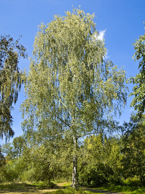 Betula pendula 001