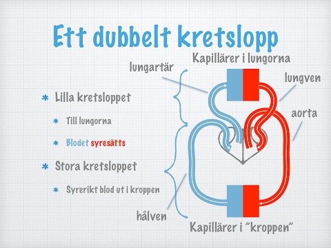 Människans cirkulationssystem