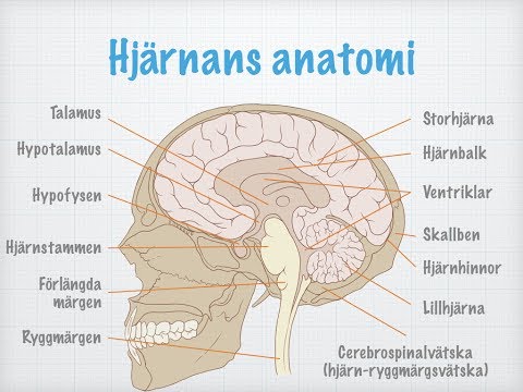 Centrala nervsystemets uppbyggnad och funktion