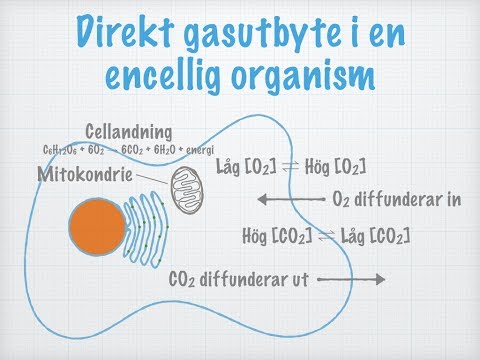 Gasutbyte och andning. Olika djurs andningssystem
