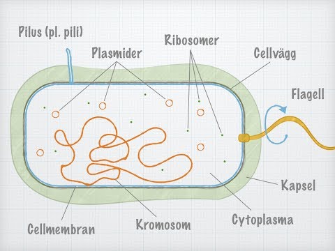 Bakteriecellens uppbyggnad