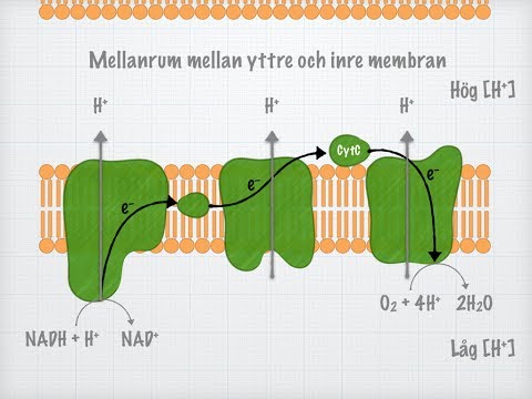 Cellandningen (Biologi 2)