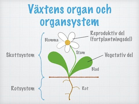 Växternas celler, vävnader, organ och organsystem