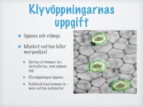 Bladets uppbyggnad och funktion