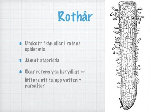 Roten. Hur växten tar upp vatten och närsalter.