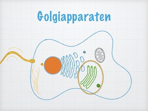Endomembransystemet