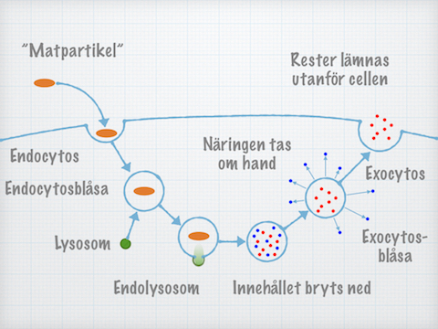 Endo- och exocytos