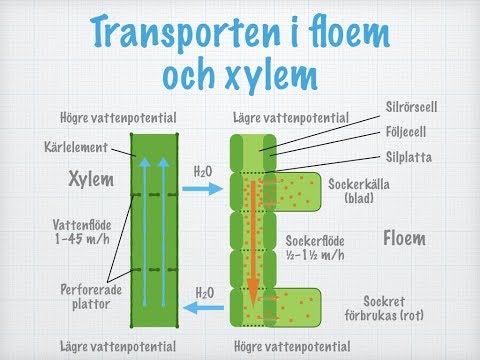 Stammen och transporten i den