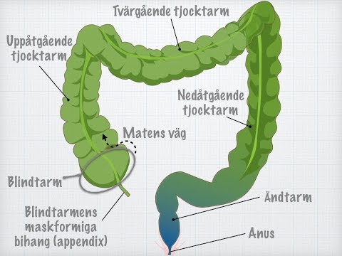 Tjocktarmens och ändtarmens funktioner