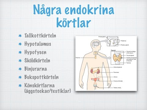 Några endokrina körtlar