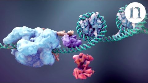 Framtiden för CRISPR/Cas9