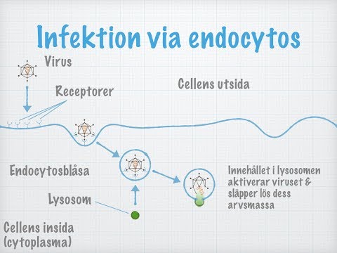 Virus