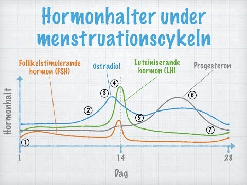 Menstruationscykeln