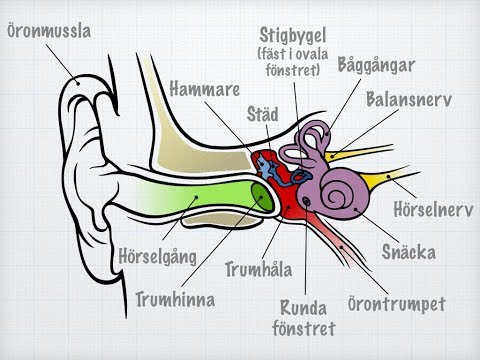 Hörsel och balans